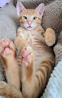 Nikoli - Photo 4