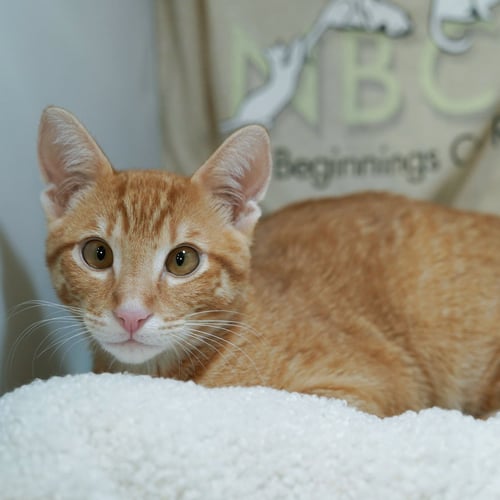 NIKOLI - Tabby / Domestic Short Hair available for adoption
