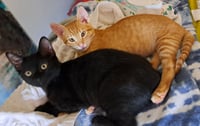 Nikoli - Photo 5