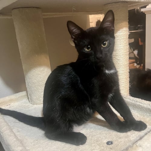 JETT - Domestic Short Hair available for adoption