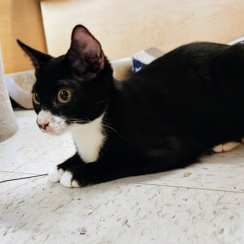 CHARLIE BROWN - Tuxedo / Domestic Short Hair available for adoption