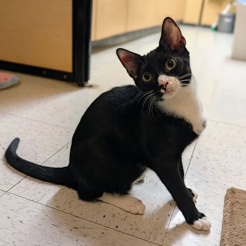 CHARLIE BROWN - Tuxedo / Domestic Short Hair available for adoption