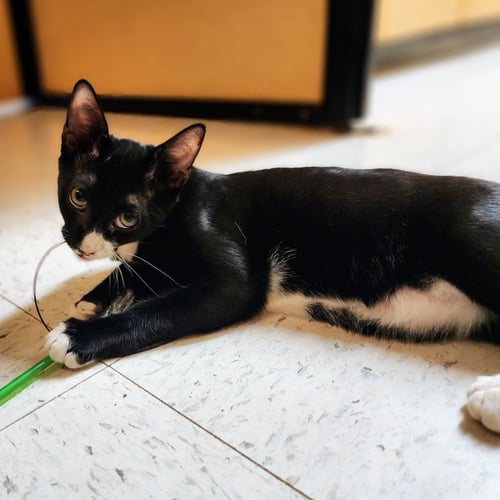 CHARLIE BROWN - Tuxedo / Domestic Short Hair available for adoption