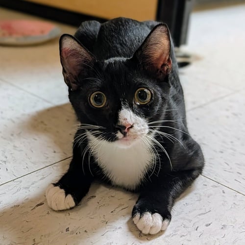CHARLIE BROWN - Tuxedo / Domestic Short Hair available for adoption
