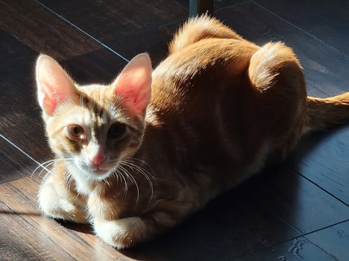 FRED - Tabby / Domestic Short Hair available for adoption