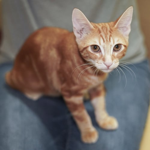 FRED - Tabby / Domestic Short Hair available for adoption