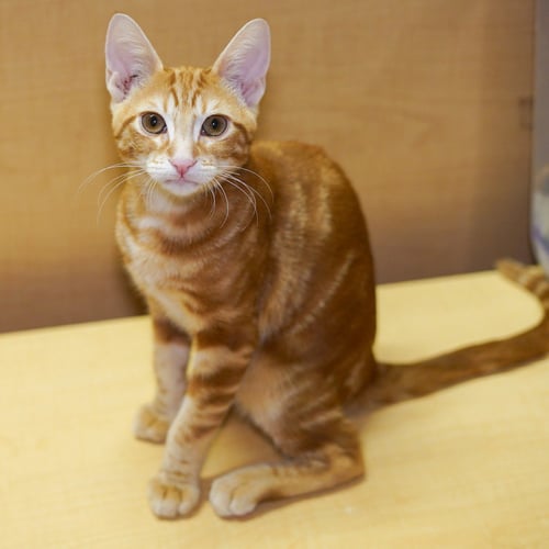 FRED - Tabby / Domestic Short Hair available for adoption