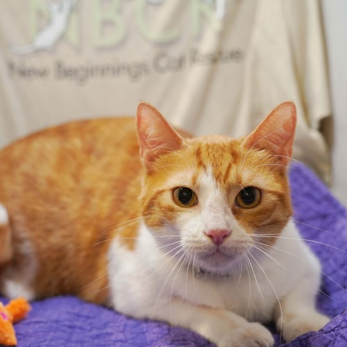 BELLE - Tabby available for adoption