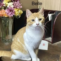 Belle - Photo 25