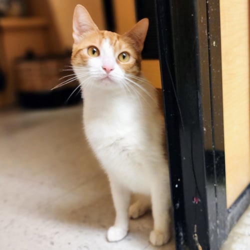 BELLE - Tabby available for adoption