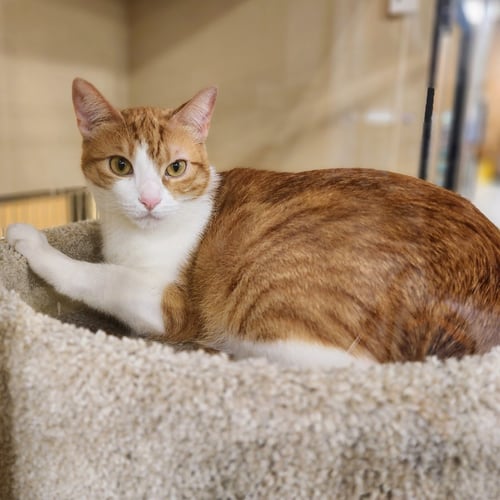 BELLE - Tabby available for adoption