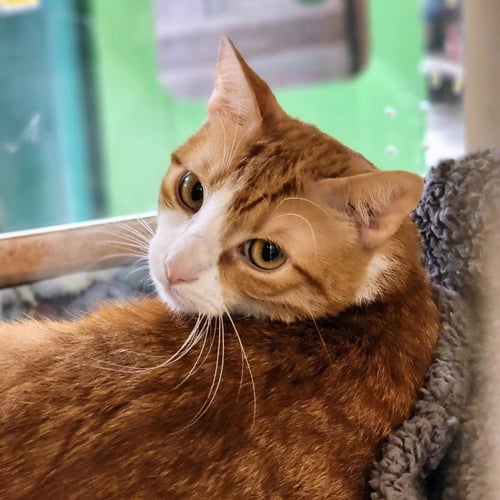 BELLE - Tabby available for adoption