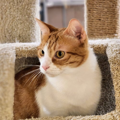 BELLE - Tabby available for adoption