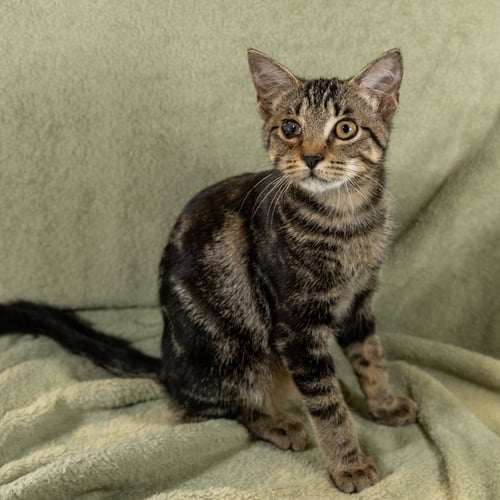 O'REILLY - Tabby / Domestic Short Hair available for adoption