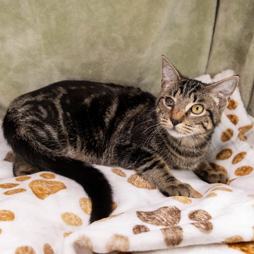 O'REILLY - Tabby / Domestic Short Hair available for adoption