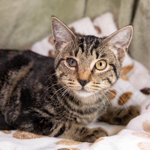 O'REILLY - Tabby / Domestic Short Hair available for adoption