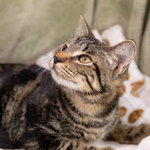 O'REILLY - Tabby / Domestic Short Hair for adoption in Richardson
