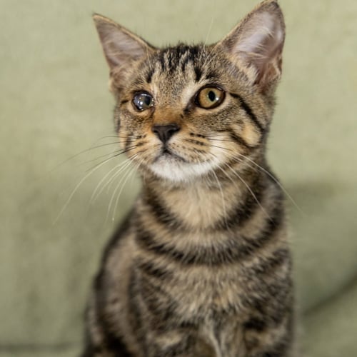 O'REILLY - Tabby / Domestic Short Hair available for adoption
