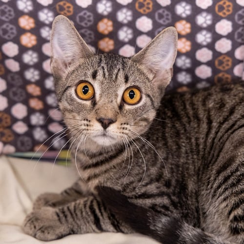 JASON - Bengal / Tabby available for adoption