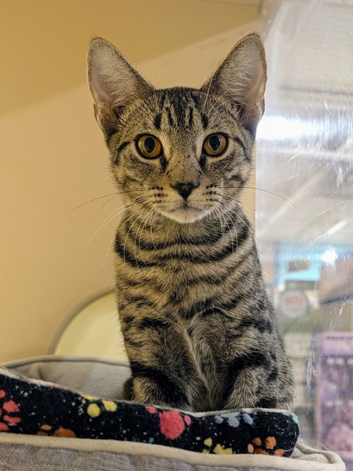 JASON - Bengal / Tabby available for adoption