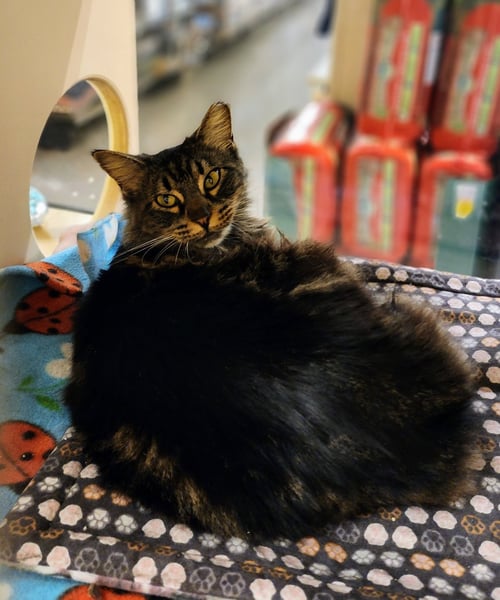 SENCHA - Maine Coon for adoption in Richardson