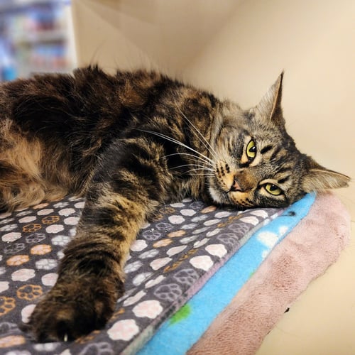 SENCHA - Maine Coon available for adoption