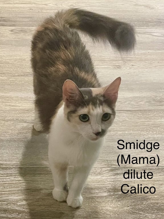 Smidge Image
