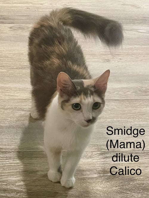 SMIDGE - Dilute Calico / Domestic Long Hair for adoption in Richardson