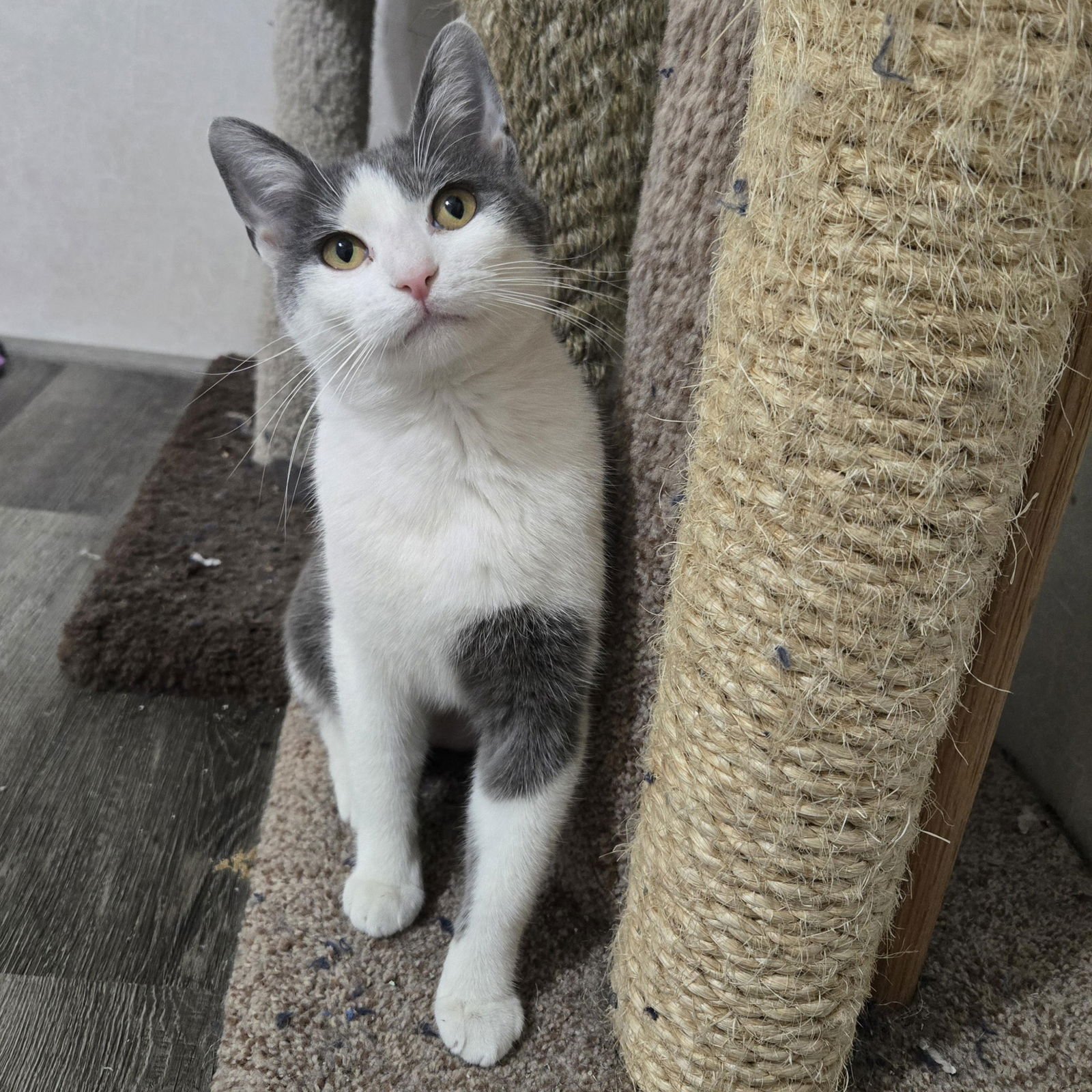 ASPEN - Tuxedo / Domestic Short Hair available for adoption