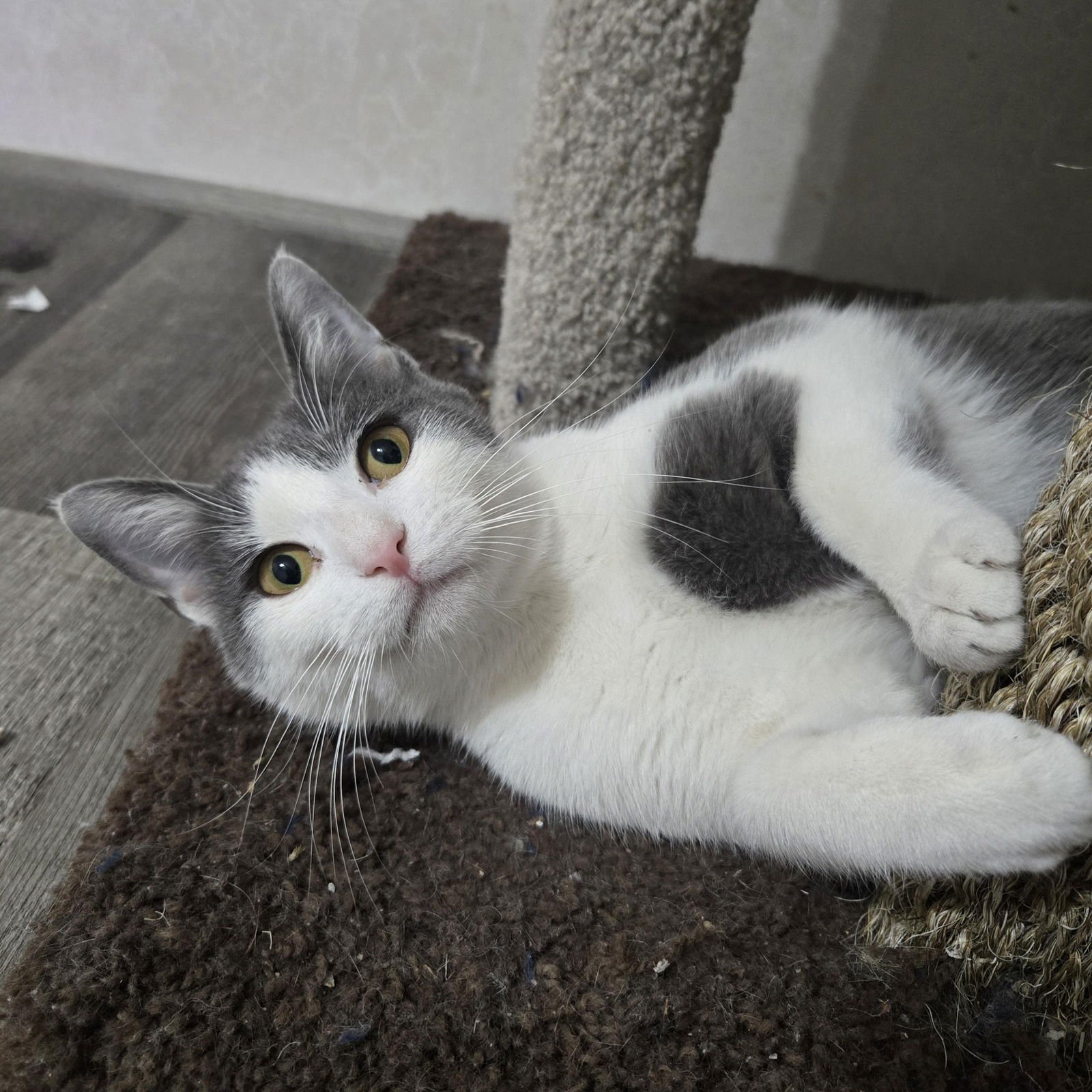 ASPEN - Tuxedo / Domestic Short Hair available for adoption