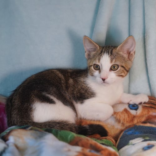 TALLEY - Tabby / Domestic Short Hair available for adoption
