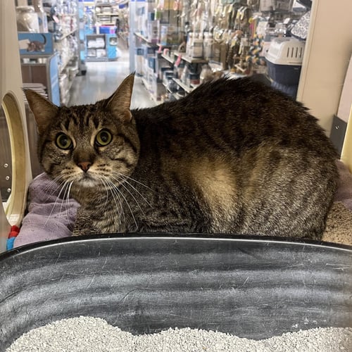 SHEILA - Tabby / Domestic Short Hair available for adoption