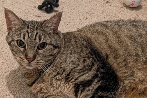 SHEILA - Tabby / Domestic Short Hair available for adoption