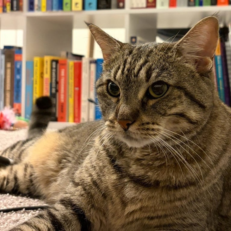 Sheila Image