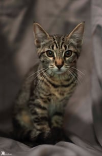 Sheila - Photo 18