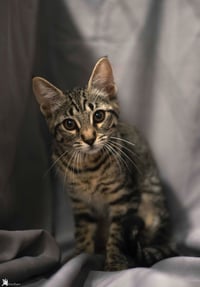 Sheila - Photo 17