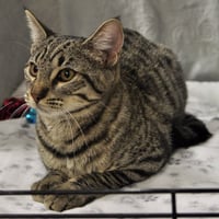 Sheila - Photo 14