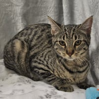 Sheila - Photo 15