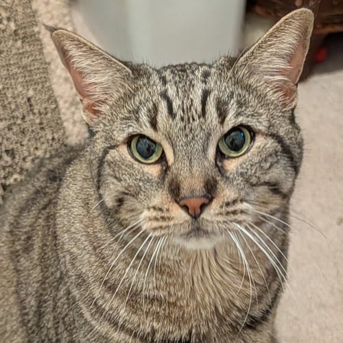 SHEILA - Tabby / Domestic Short Hair available for adoption