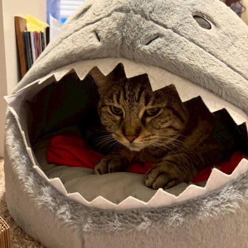 SHEILA - Tabby / Domestic Short Hair available for adoption