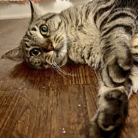 Sheila - Photo 10