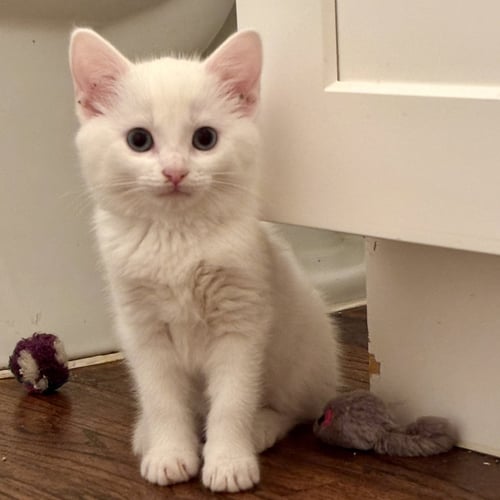 CADENCE - Domestic Short Hair for adoption in Richardson