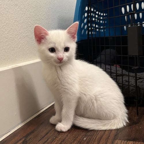 CADENCE - Domestic Short Hair available for adoption
