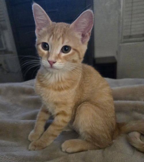 TRULY - Tabby / Domestic Short Hair available for adoption