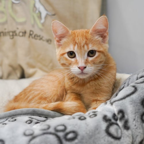 TRULY - Tabby / Domestic Short Hair available for adoption