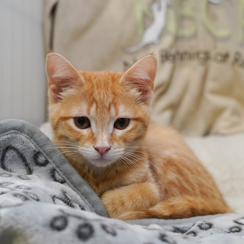 TRULY - Tabby / Domestic Short Hair available for adoption