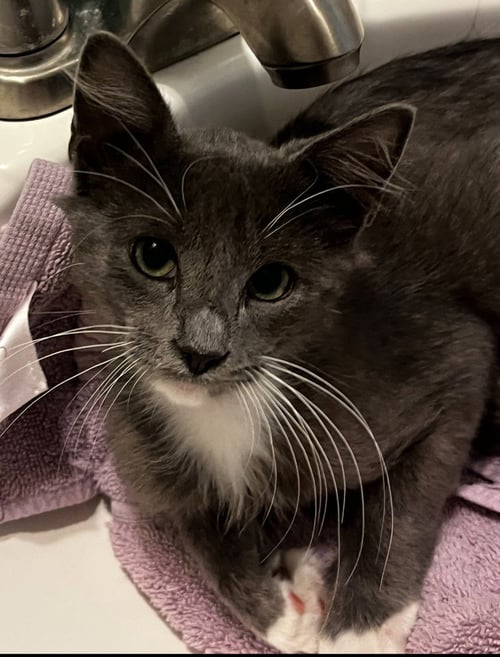 EBENEEZER - Tuxedo / Domestic Short Hair available for adoption
