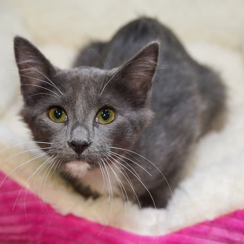 EBENEEZER - Tuxedo / Domestic Short Hair available for adoption