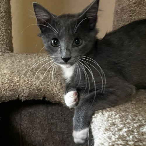 EBENEEZER - Tuxedo / Domestic Short Hair available for adoption