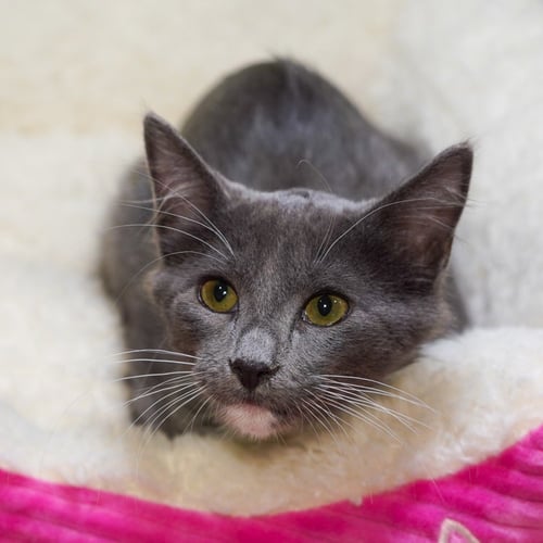 EBENEEZER - Tuxedo / Domestic Short Hair available for adoption